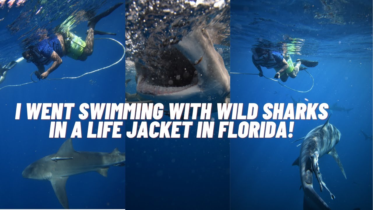 I went swimming with wild sharks in a life jacket!
