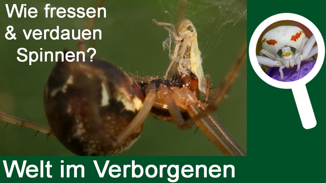 Wie fressen und verdauen Spinnen?