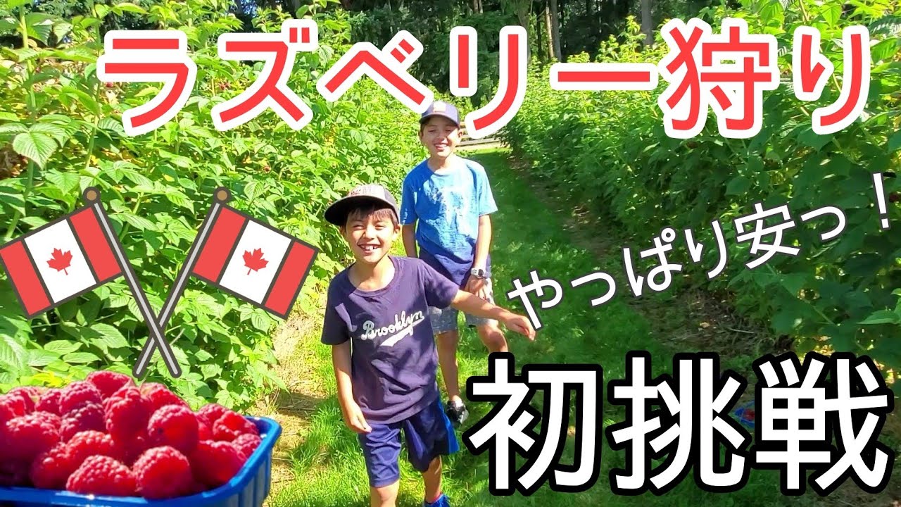 【海外生活】カナダのラズベリーに今度は挑戦！｜ラズベリー狩りも安い！Rasberry picking｜vlog