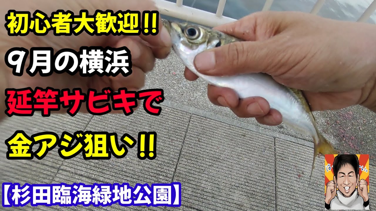 ９月の横浜、アジ釣りチャンス到来!延竿サビキ釣りで金アジを!!横浜杉田臨海緑地公園で、海釣り初心者にもアジゲットのチャンスです。後半はタチウオ釣り先行調査も！