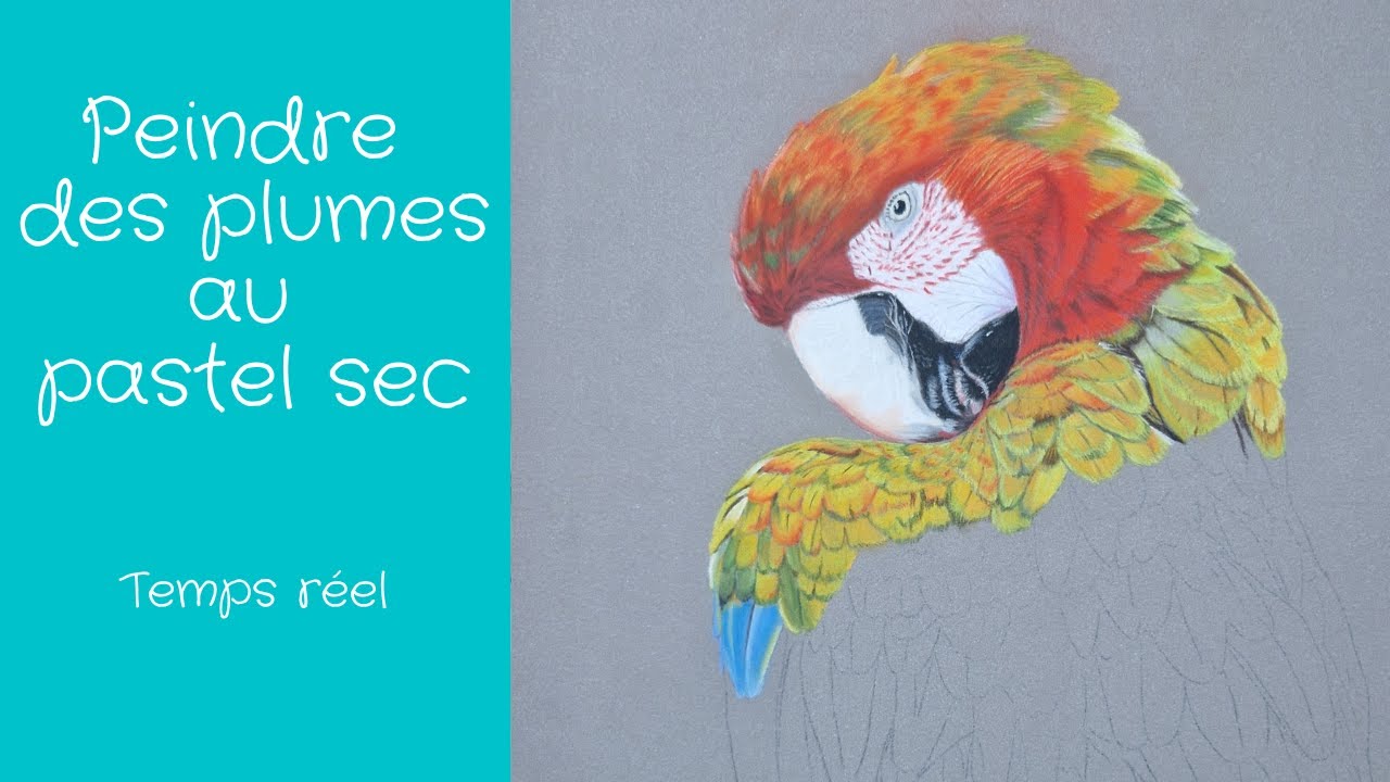 Peindre des plumes au pastel sec  Temps réel. Real time painting tutorial