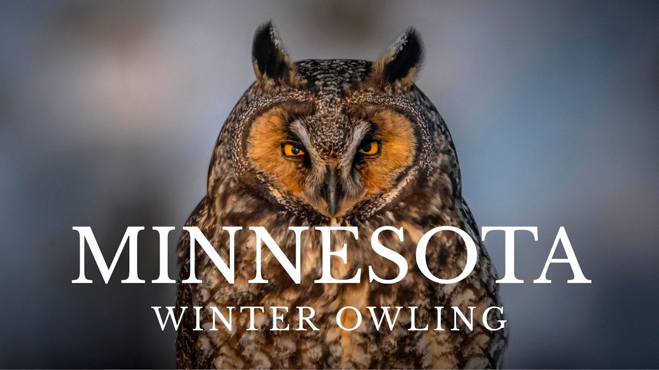TOUR PREVIEW: Minnesota Winter Owling | Sax-Zim Bog | Lake Superior | Naturalist Journeys