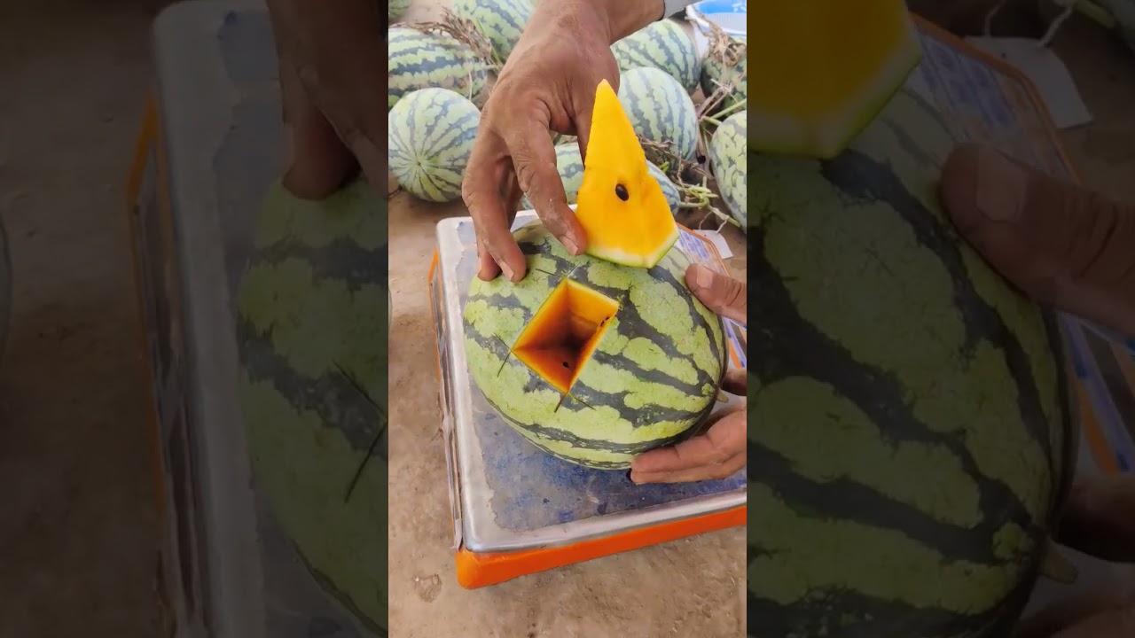 subha Allah after seeing this beautiful orange fleshed watermelon #tarbooz #watermelon #agriculture