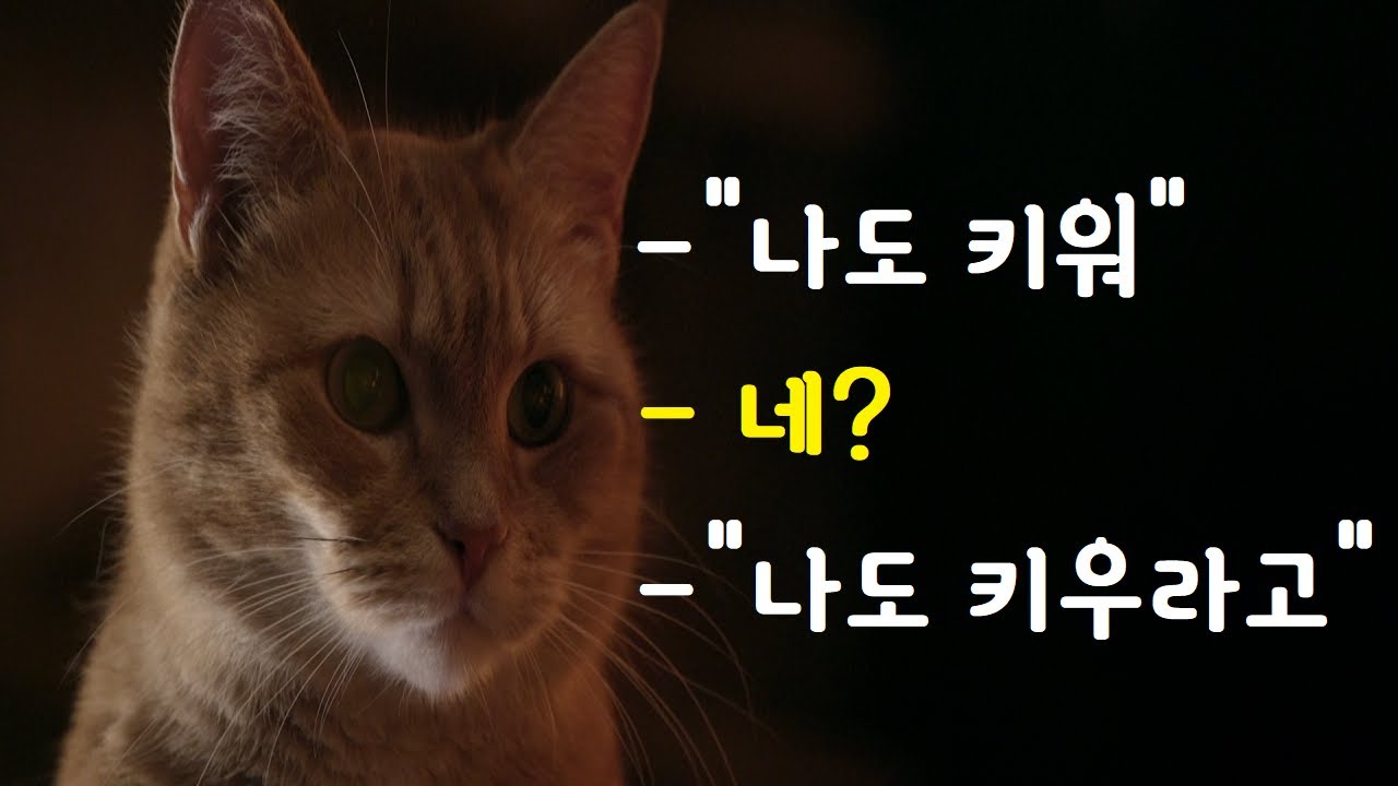 길거리 뮤지션에게 길고양이가 선물해 준 제2의 인생! *결말포함