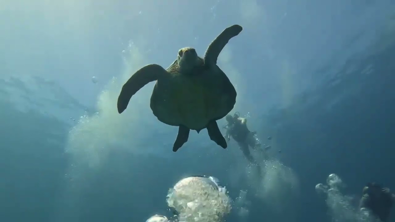 Scubadiving in Costa Rica 2026