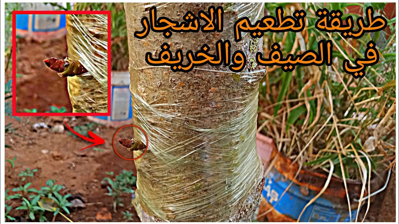 تطعيم اشجار الاجاص , تطعيم اشجار التفاح . التطعيم باللعين او البرعم