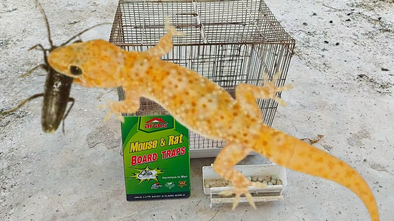 اسهل طريقة لصيد ابو بريص داخل سلاكة الحسون