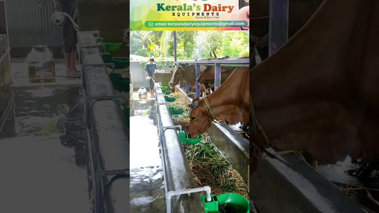 cow drinking bowl available kerala's dairy equipments ph: 8438412560,9048728664