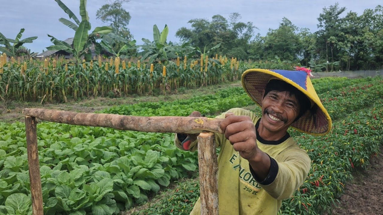 PAK KASTURI BERKREASI DI LAHAN ASIAN SURVIVOR; TANAM SAYUR SAWI, TIMUN, SELEDRI, CABE, & KEMBANG KOL