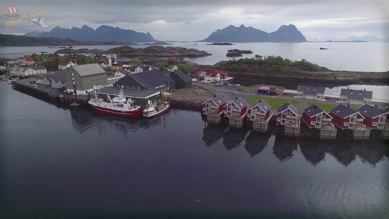 Whale Defense Norway Lofoten 2016 Documentary Trailer