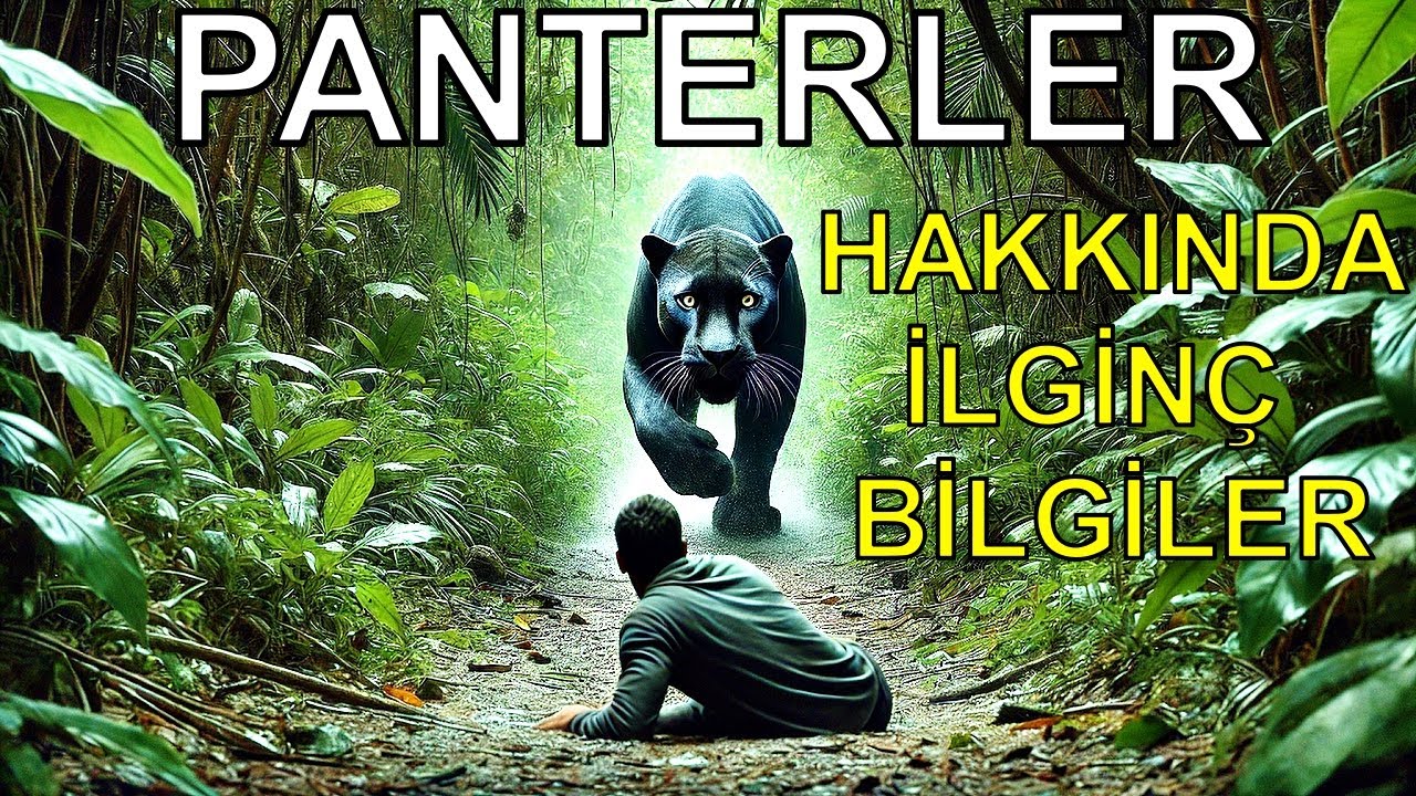 Panterler Hakkında İlginç Bilgiler!