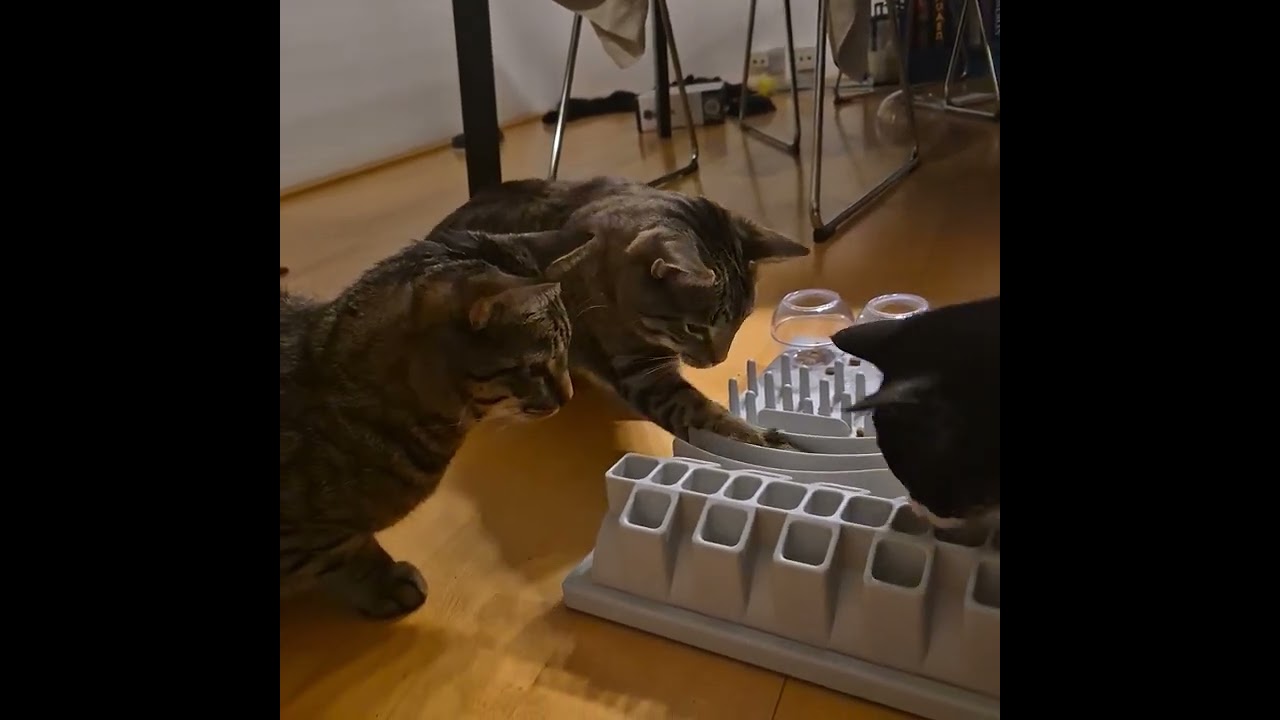the cats get an activity board