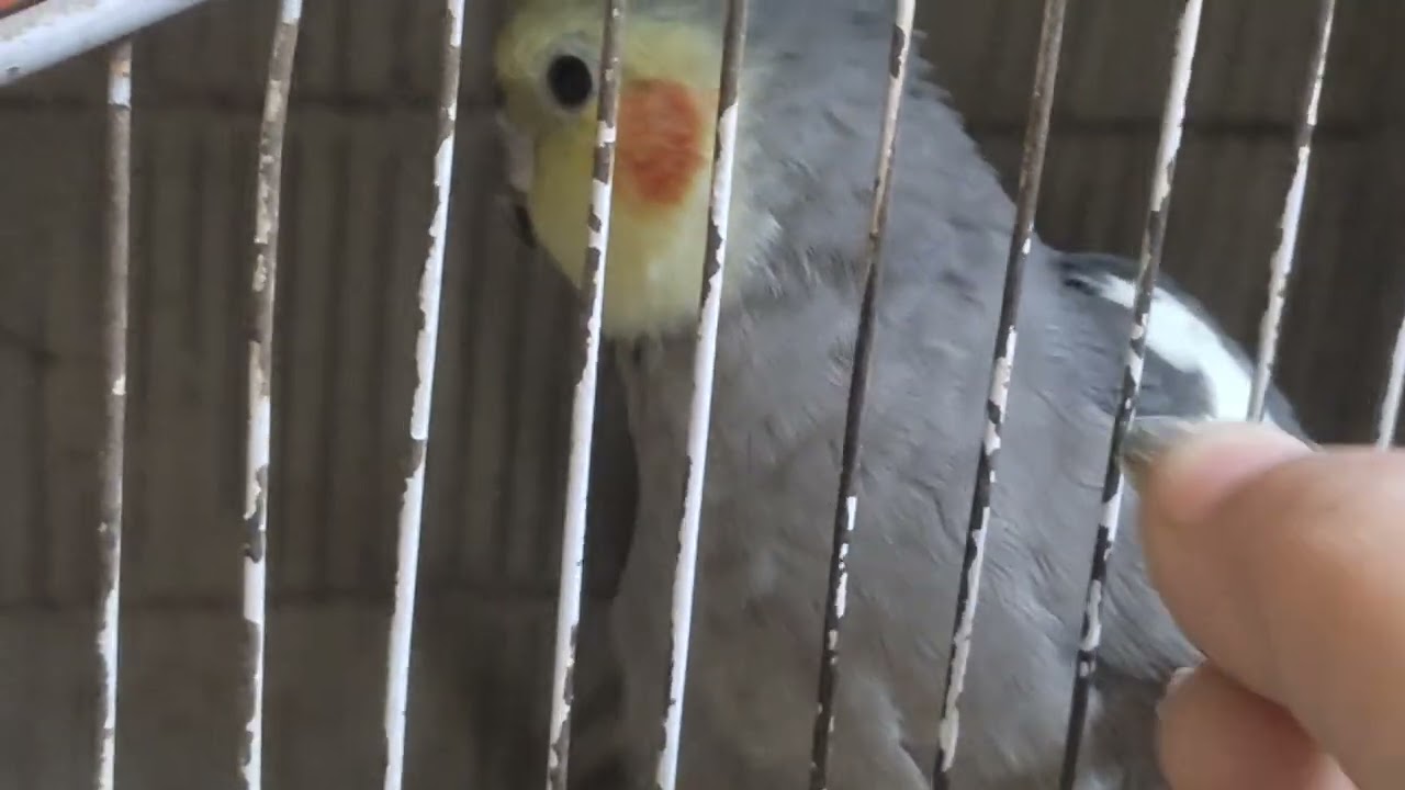 Cute cockatiel parrot real voice 🗣️