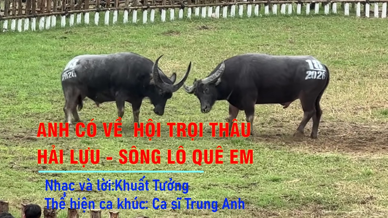 Nhạc Remix hay 2026# ANH CÓ VỀ HỘI CHỌI TRÂU HẢI LỰU SÔNG LÔ QUÊ EM - Nhạc và lời Khuất Tưởng