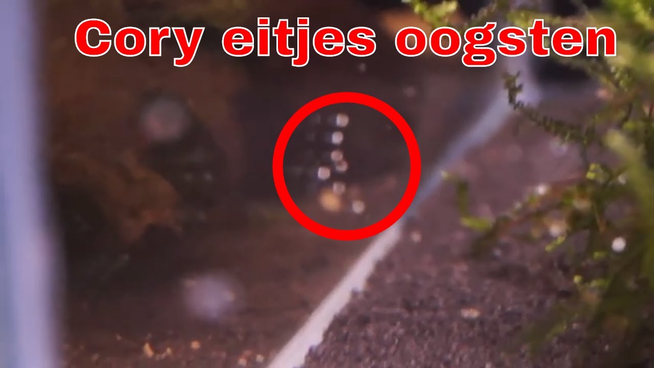 How to: Corydoras eitjes oogsten en uit laten komen