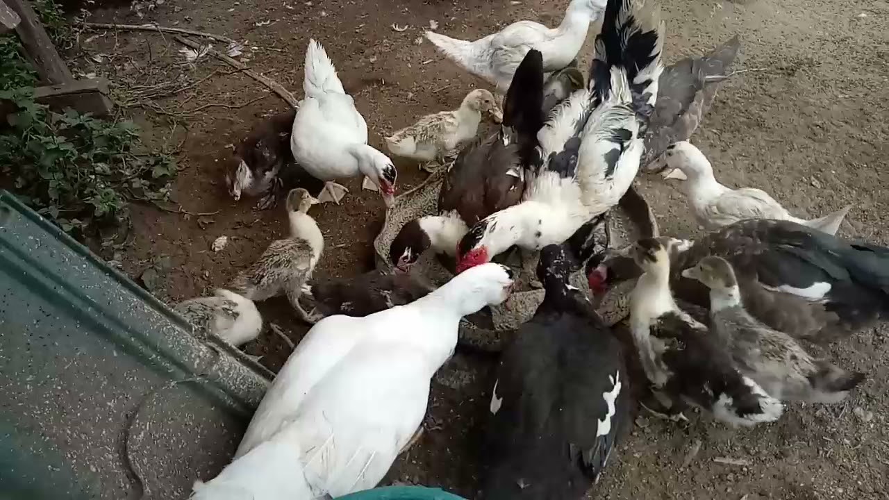 WET FEEDING OR DRY FEEDING ANO MAGANDA  SA ATING MUSCOVY DUCKS