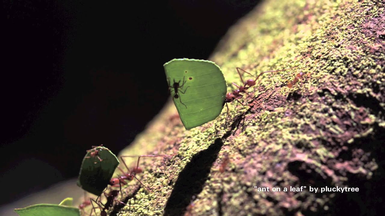 3 surprising facts about ants