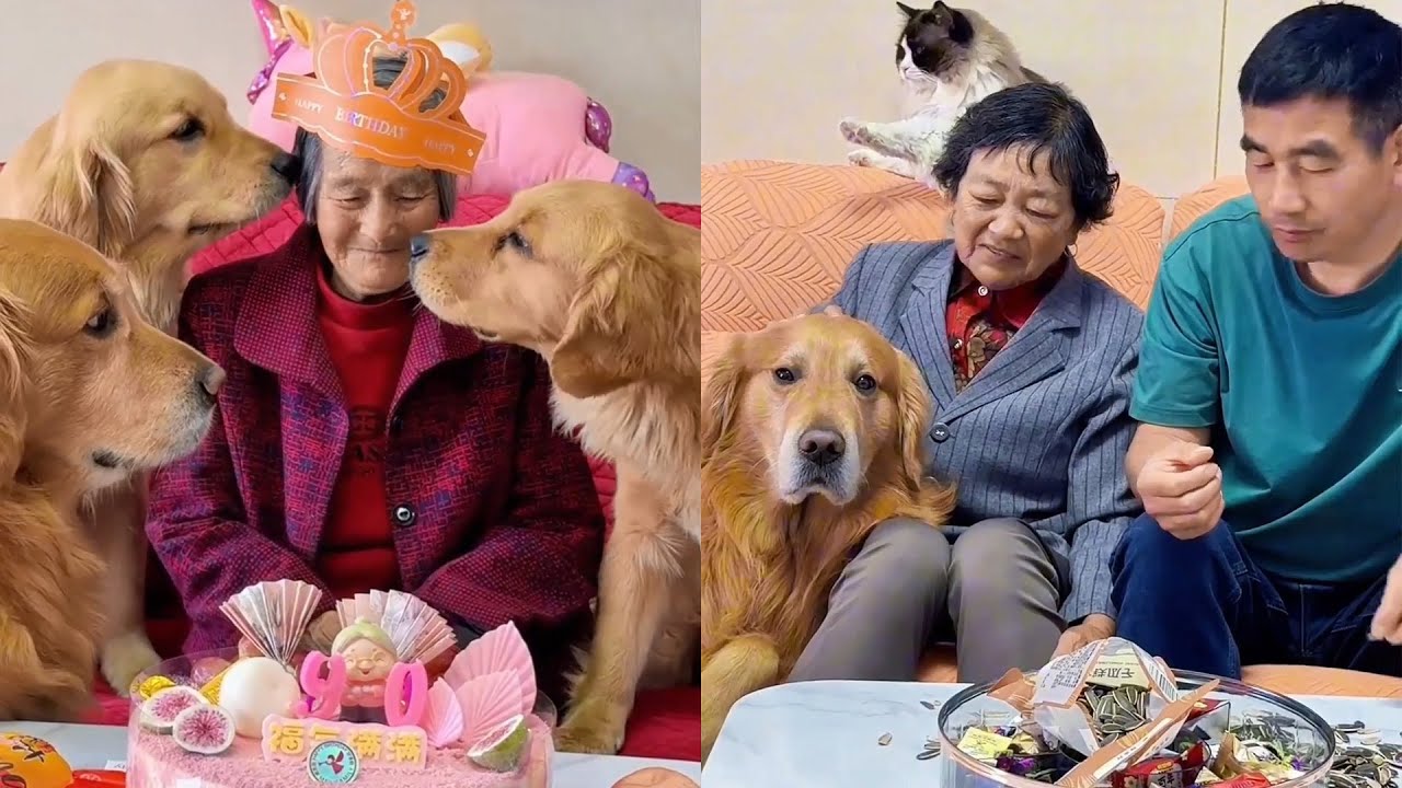 Мы семья людей и собак~❤️