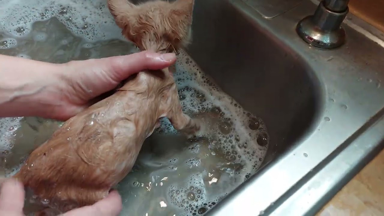 Tiger gets a flea bath