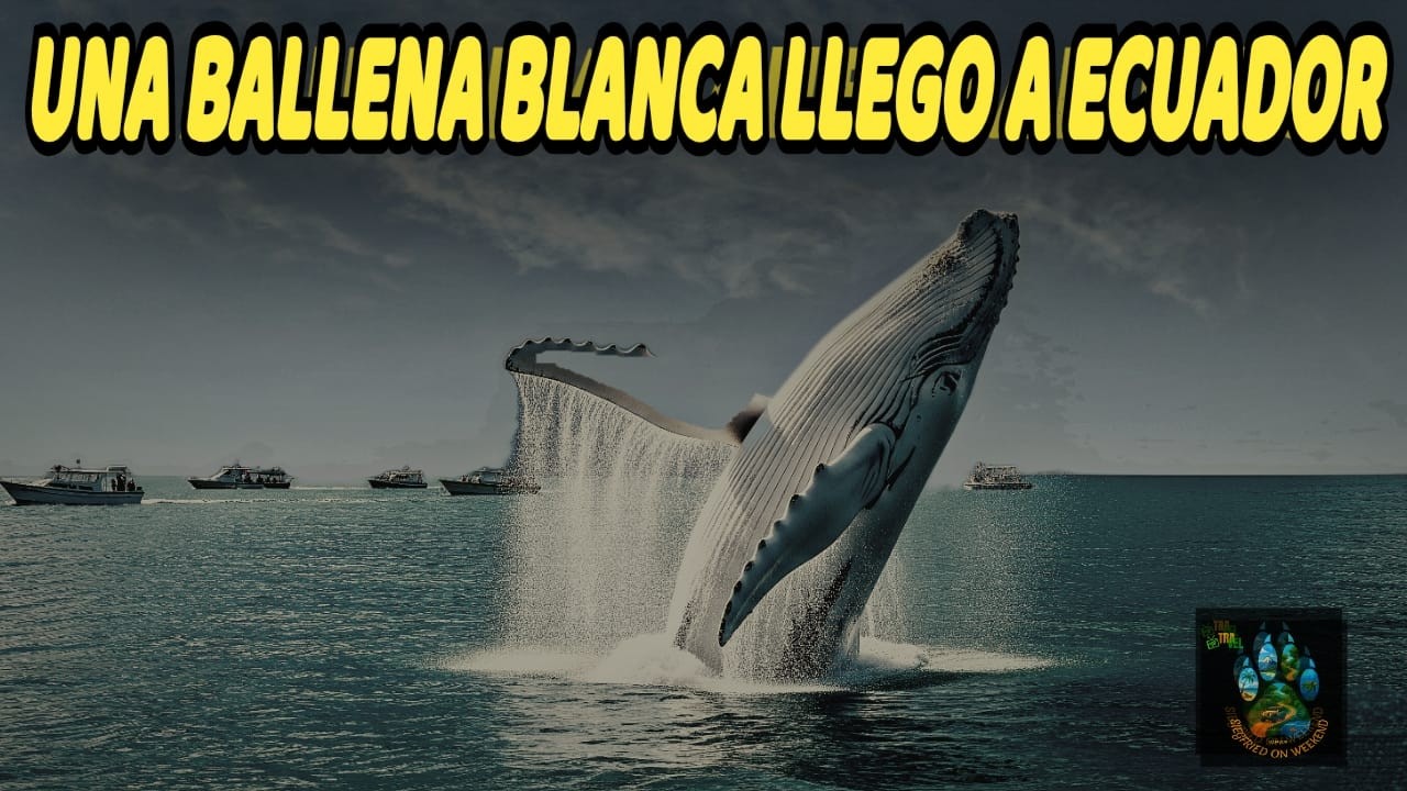 AVISTAMIENTO DE BALLENAS JOROBADAS... EN PUERTO LOPEZ Manabi el tour de ballenas que lo tiene todo