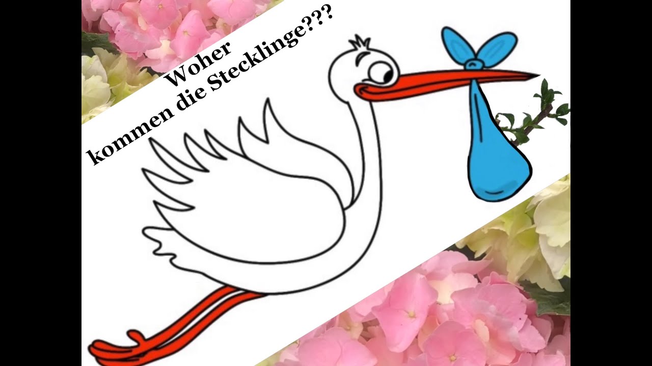 Wie werden die Hortensien vermehrt und Stecklinge gemacht?!