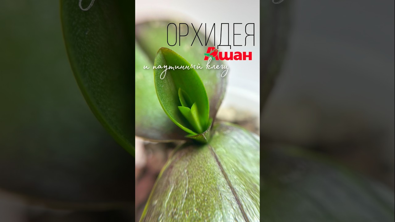 Вылечила орхидею из магазина &laquo;Ашан&raquo;🌺#паутинныйклещ #комнатныерастения #орхидея