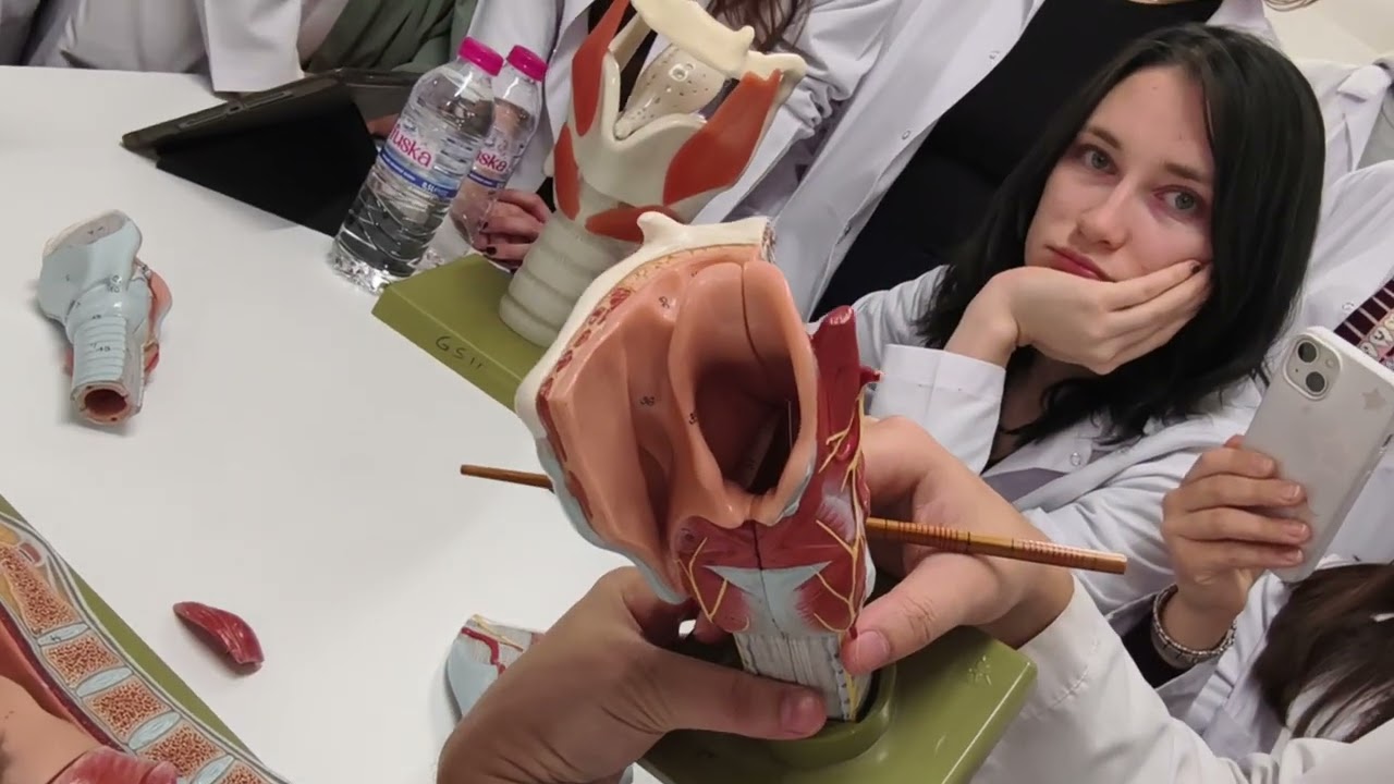 Larynx (gırtlak) Anatomisi (Full Versiyon)