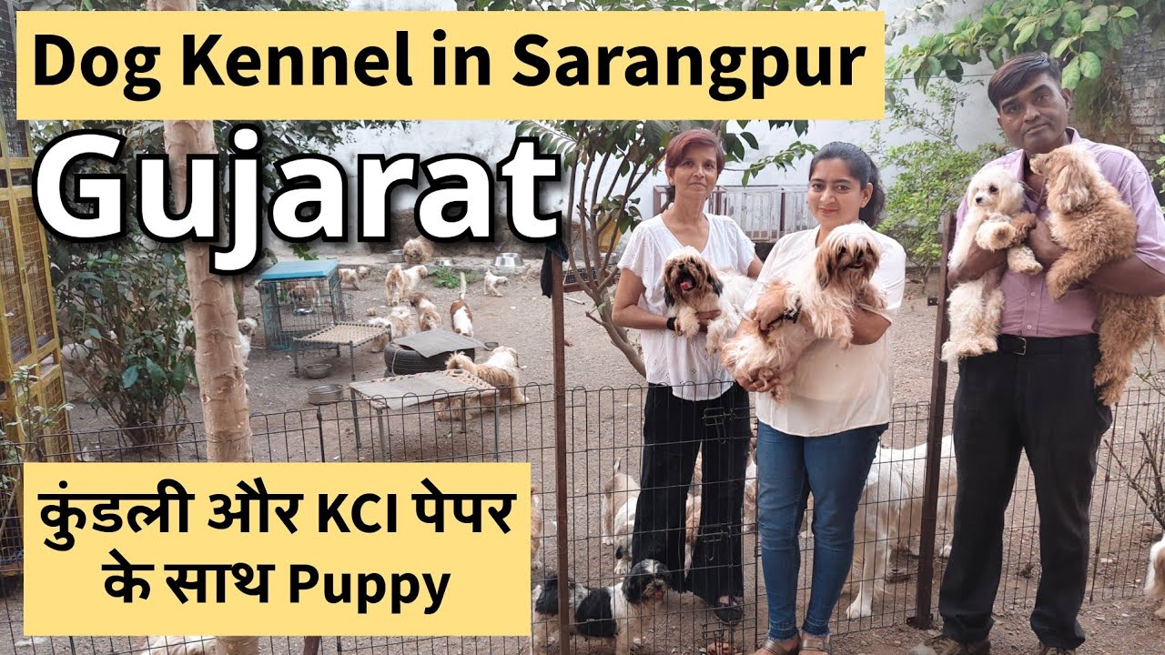 Dog kennel Near Ahmedabad Gujarat | Kennel in Sarangpur, Near Botad & Bhavnagar | Shih Tzu Breeder