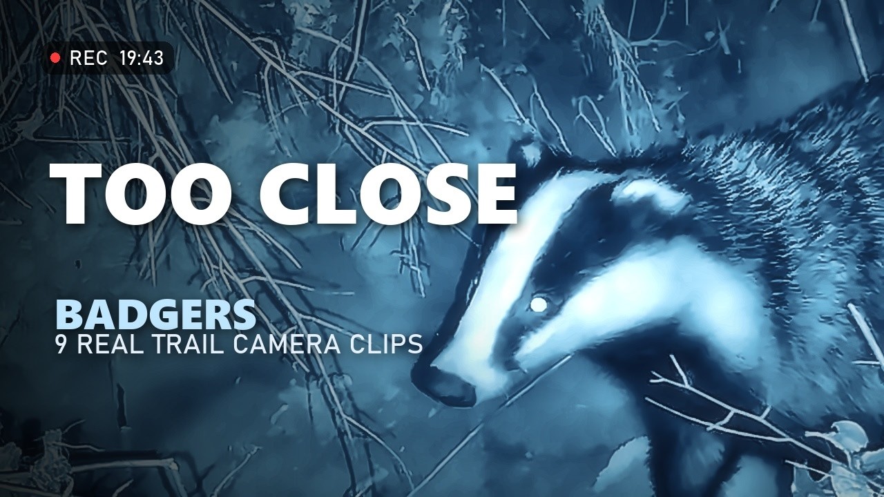 Badger Trail Camera: What Time Do Badgers Come Out? 9 Clips From Parco del Ticino