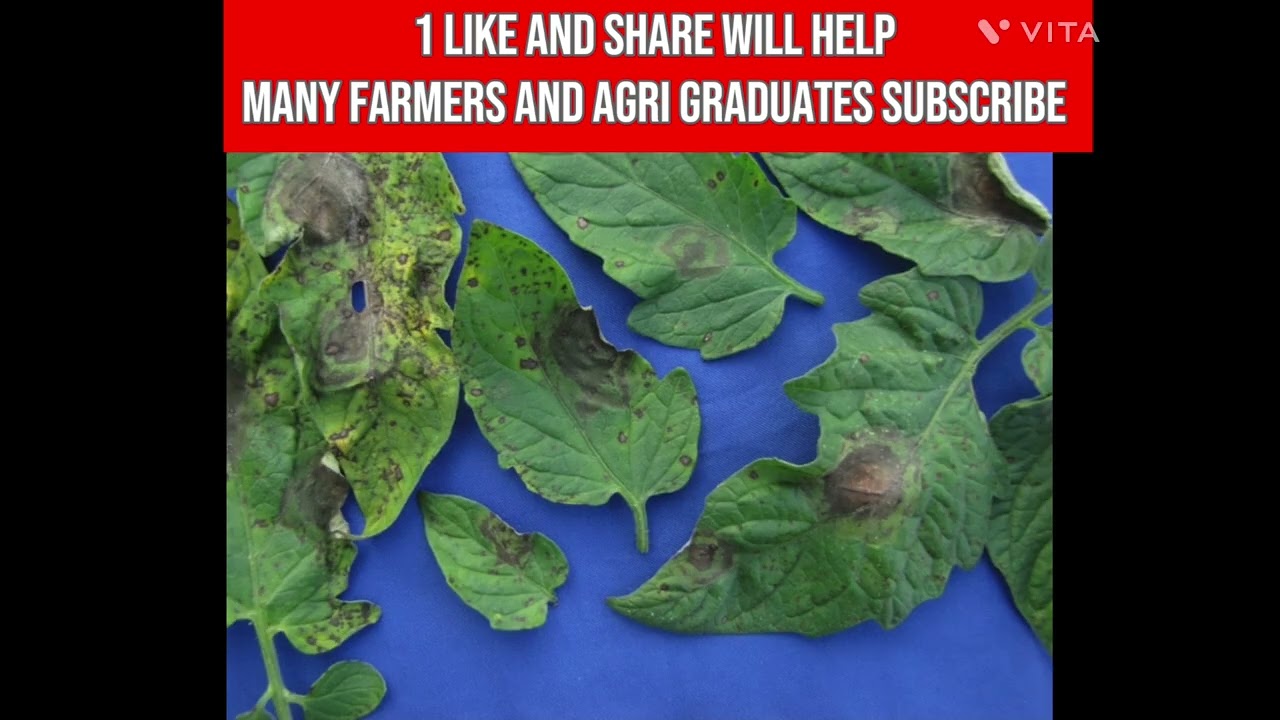 🌱 Amistar Top &ndash; Syngenta&rsquo;s Trusted Fungicide#farming #agriculture 