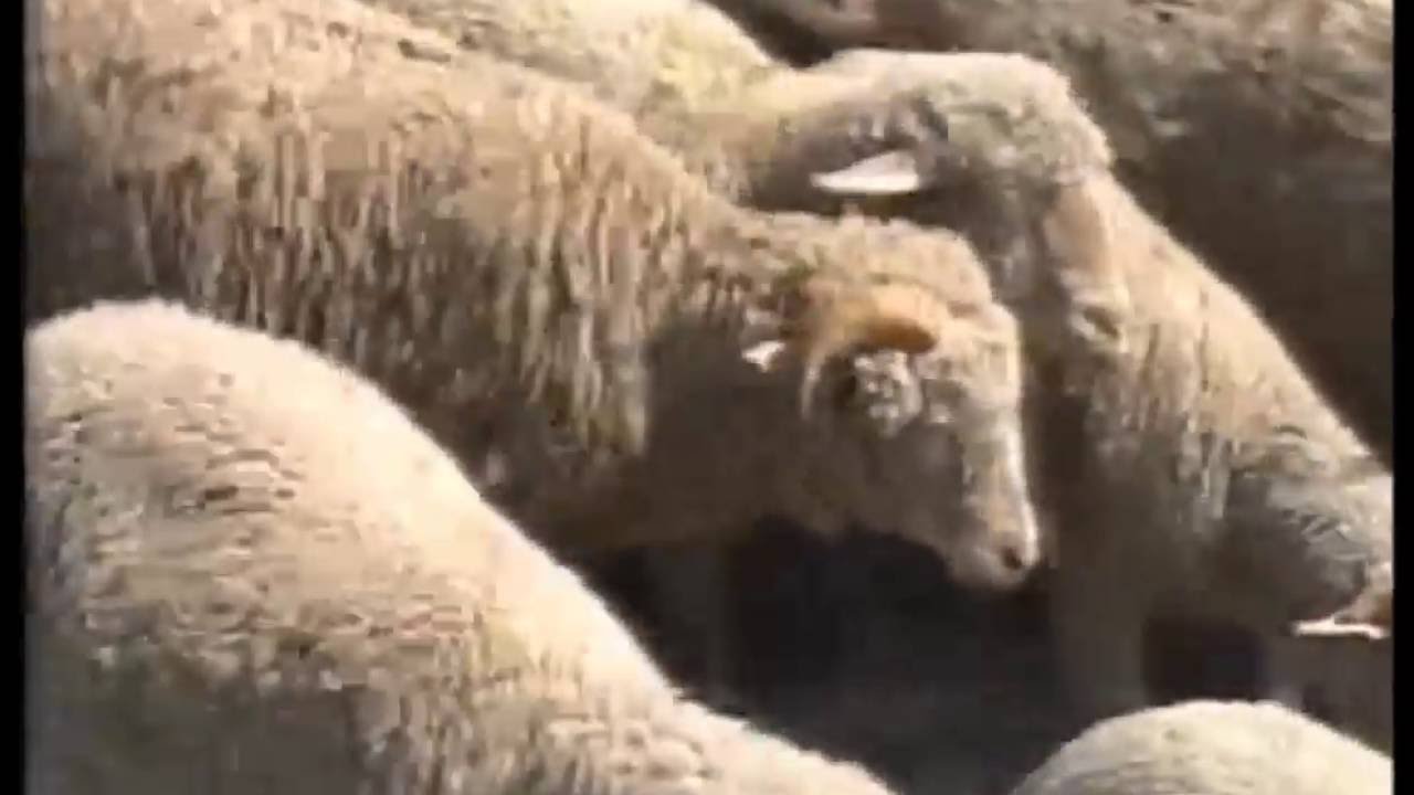 PROVENCE FÊTE DE LA TRANSHUMANCE A LA GARDE FREINET