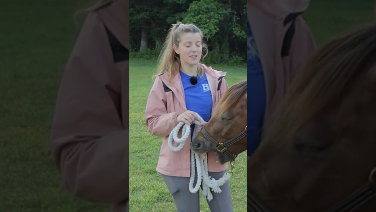 Always do THIS when Buying a Horse