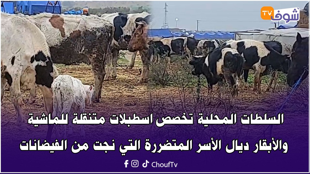 مباشرة من إقليم القنيطرة: السلطات المحلية تخصص اسطبلات متنقلة للماشية و الأبقار ديال الأسر المتضررة