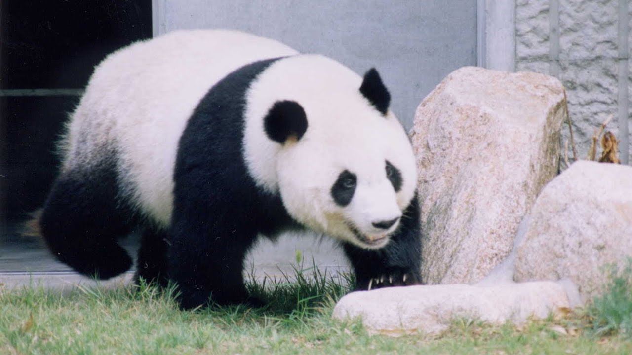 タンタン走る♪ごはんごはん🍎🥕🎋～♪先回り～＆木登り【2002.1/18～2/9】 王子動物園のパンダ旦旦と飼育員さん Tantan ran and then climbed a tree.