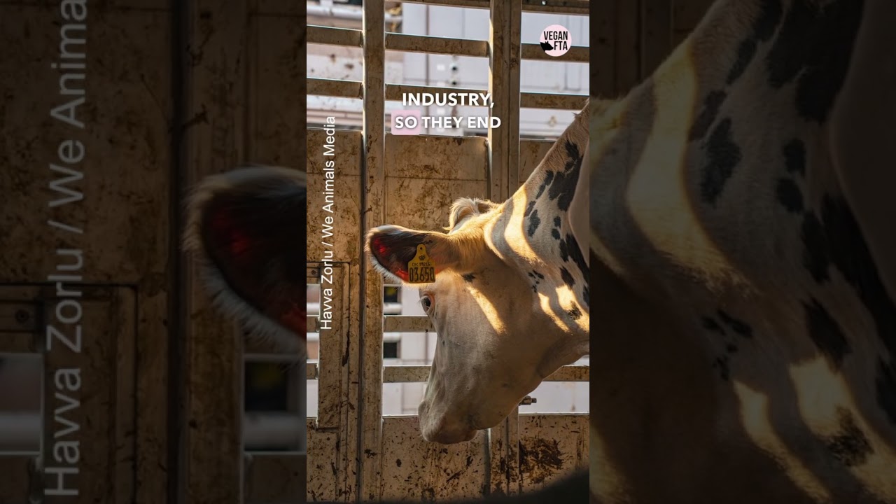 Dairy Is SCARY! 🙅