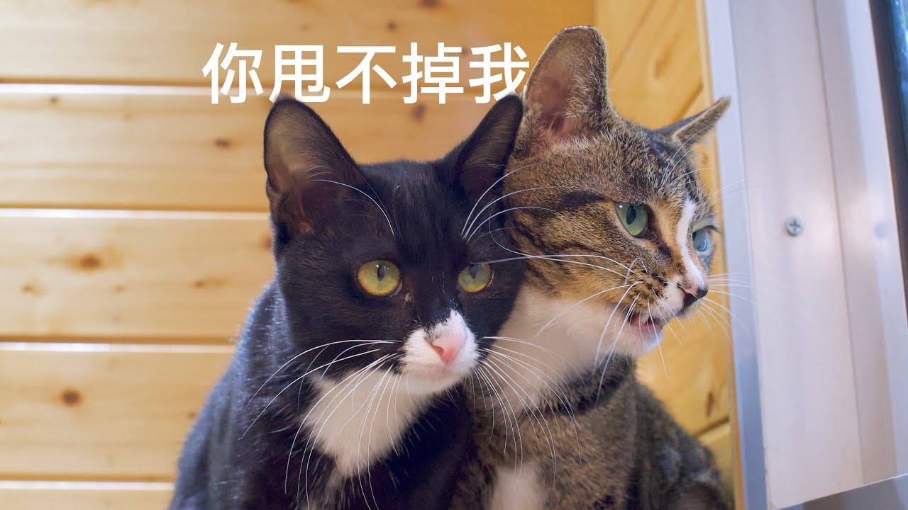 意外的領養：小貓與貓媽媽三次分離終團圓｜Xishu&Cats