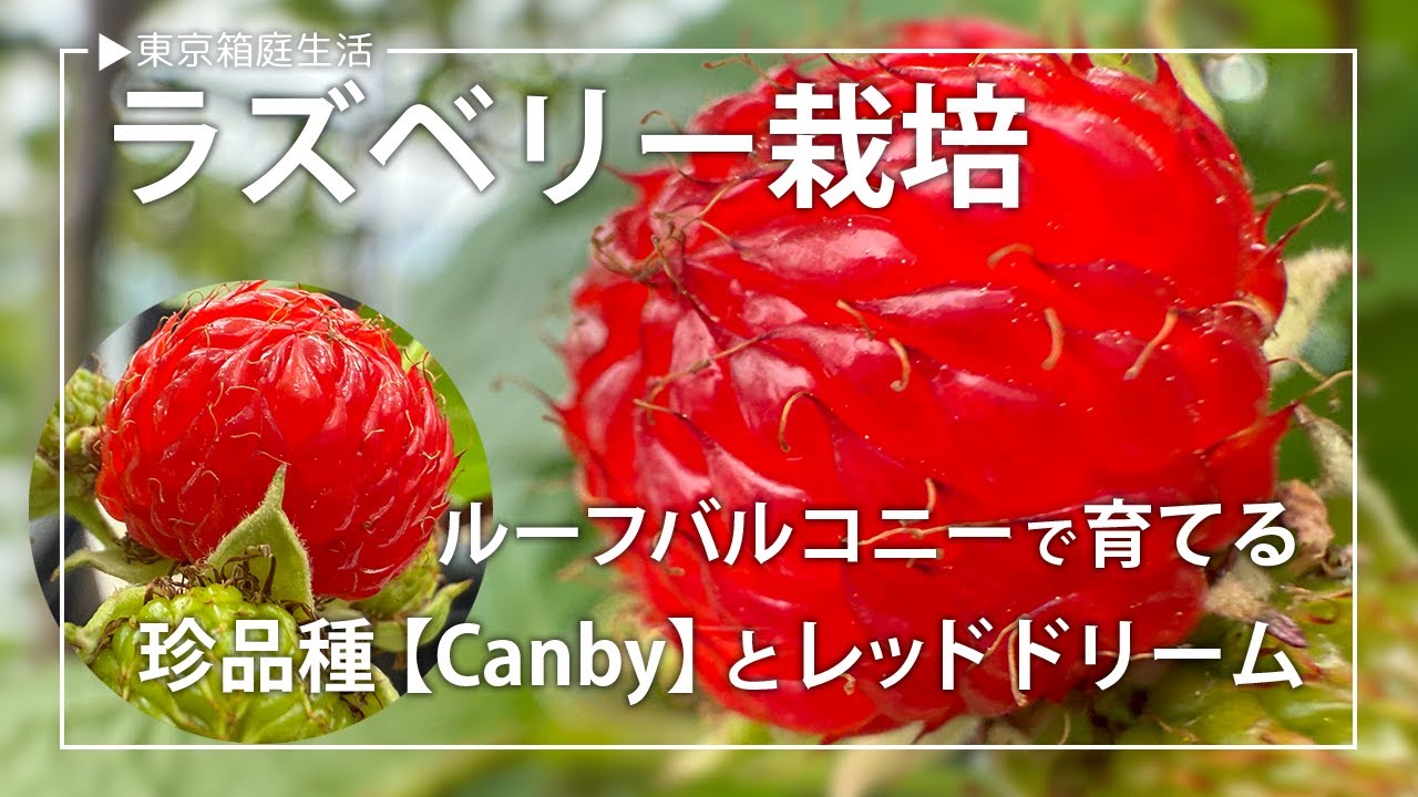【ルーフバルコニー活用】珍品種ラズベリー"Canby"とレッドドリーム【果樹園芸】