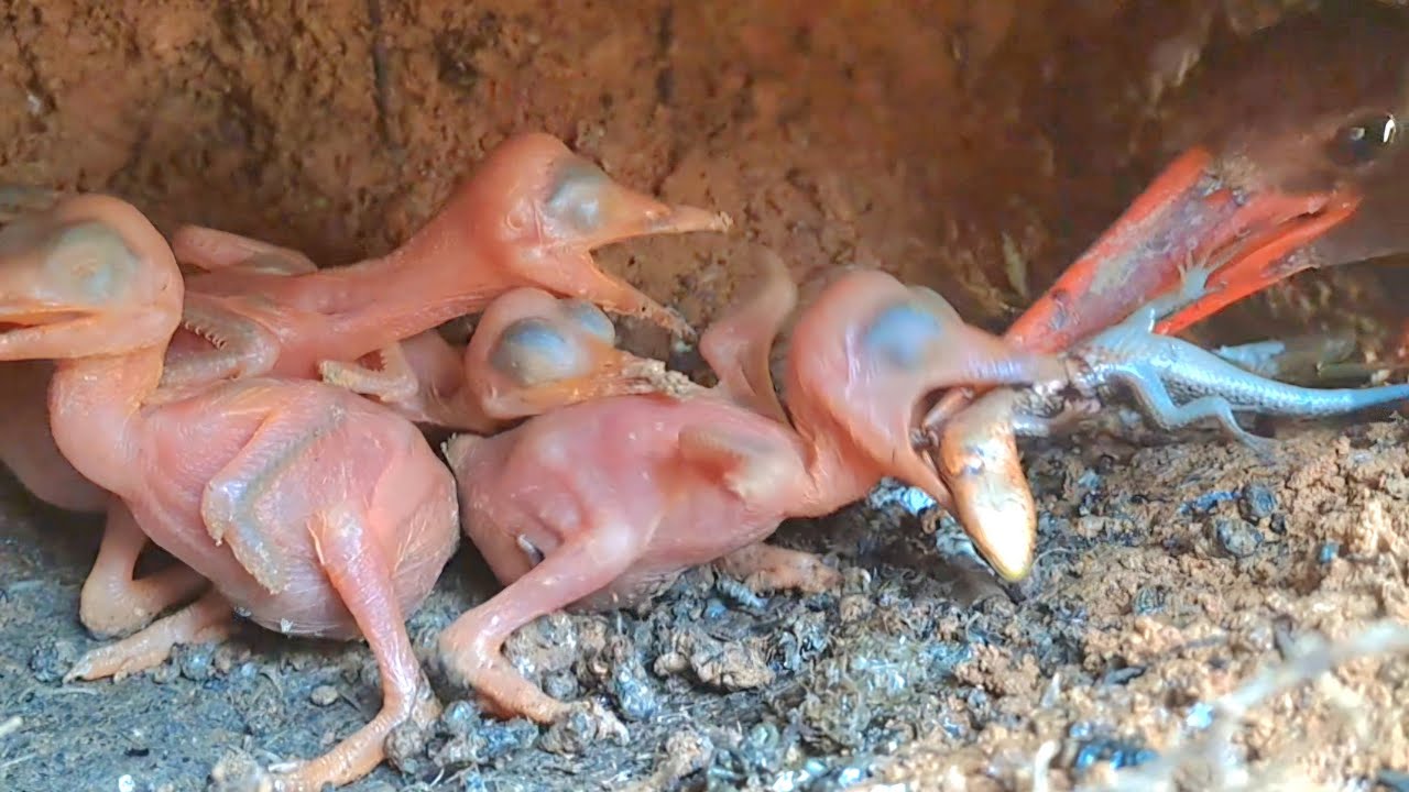 BURUNG PREDATOR KADAL TERBESAR @ HEWAN SUARA
