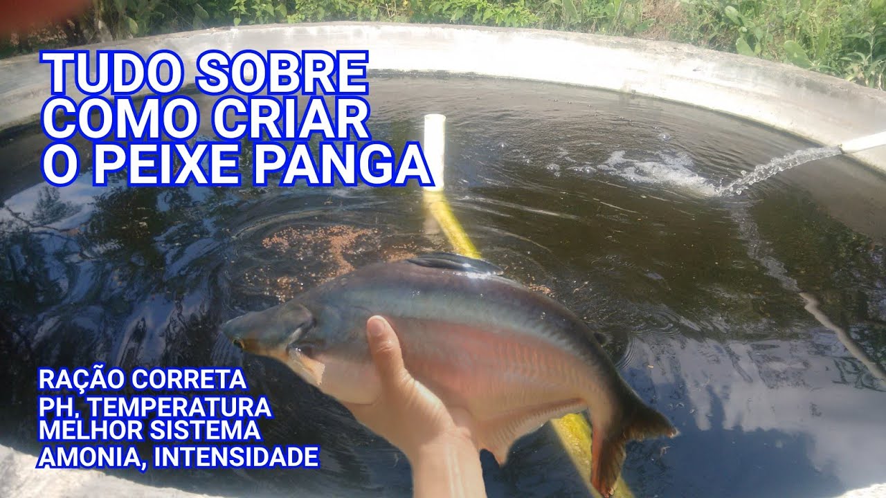 COMO CRIAR O PEIXE PANGA, pangasius