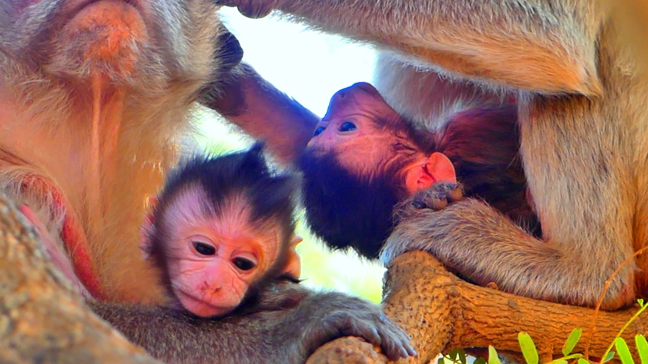 LIVE: Gentle Motherhood — MARILY Embraces Her Newborn While Resting 🌿🐒