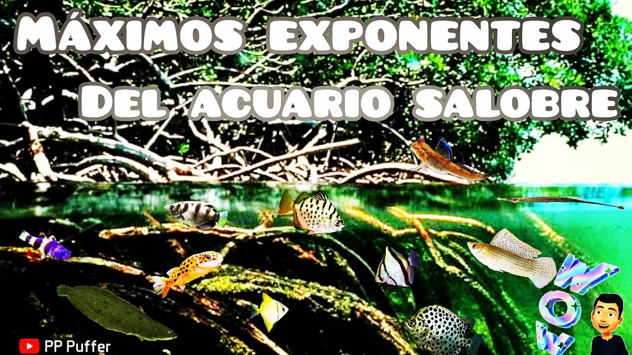 Máximos Exponentes Del Biotopo Salobre En Acuarios