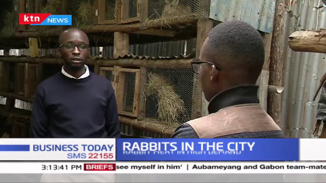 Youths invest in rabbit rearing in the city