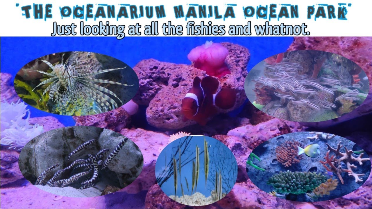 THE OCEANARIUM MANILA OCEAN PARK | JUST LOOKING AT ALL THE FISHES and WHATNOT.