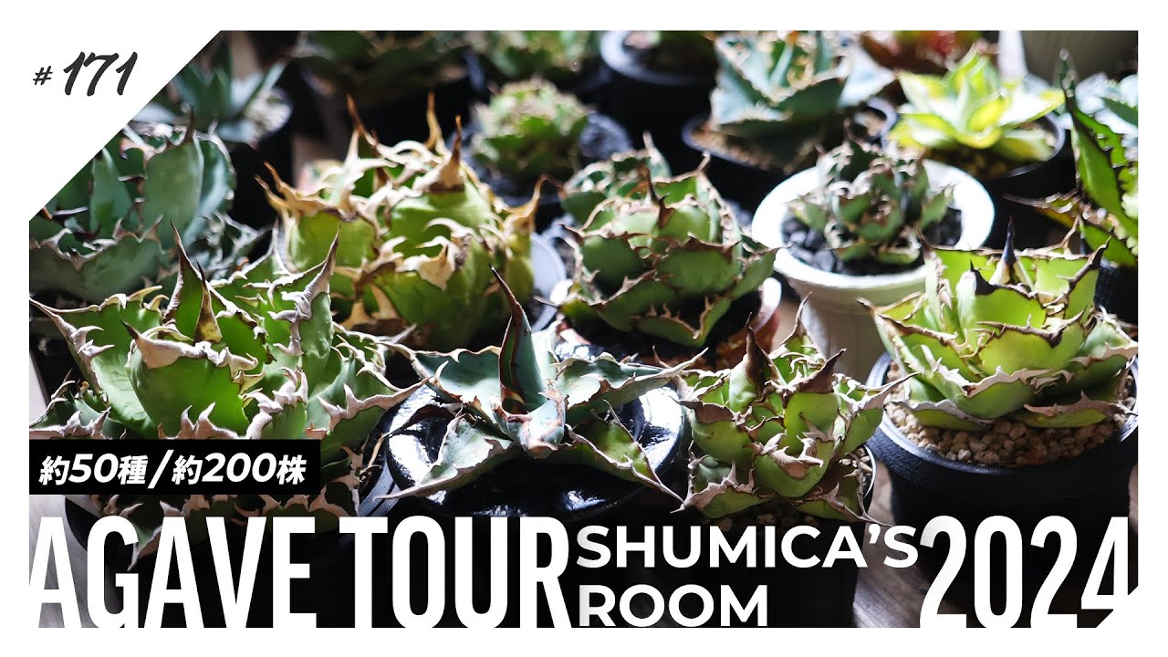 【約50種200株】夫婦で育てるアガベたちを紹介します。｜plant tour