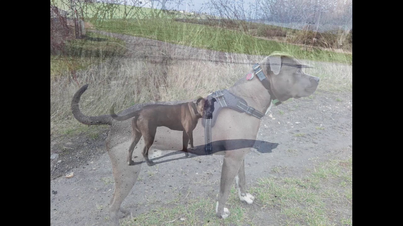 Americký stafordšírský teriér .... MAX