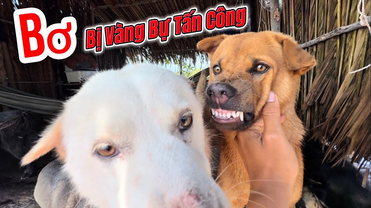 Bơ Vừa Về Đến Nhà Đã Bị Vàng Tấn Công