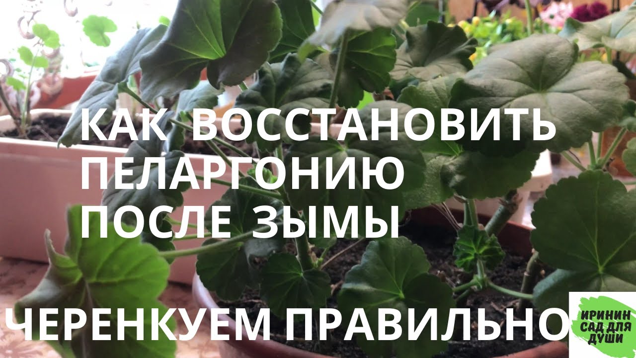 Как восстановить пеларгонию (герань) после зимы. Черенкуем правильно. Мой многолетний опыт.