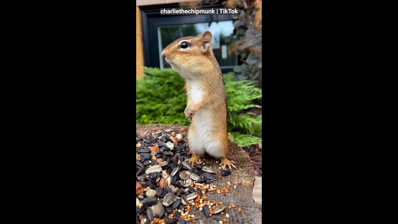 This Toronto Chipmunk's TikTok Is Bigger Than Yours