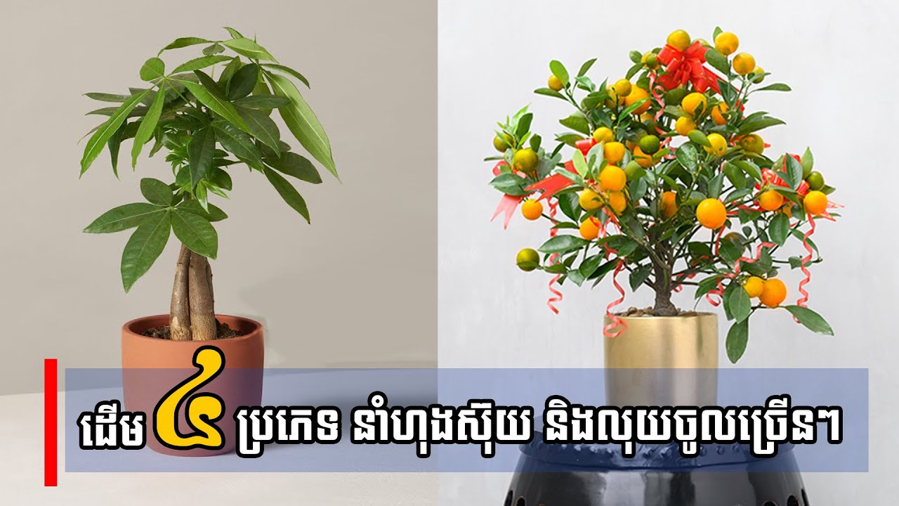 ដើមឈើ ៤ប្រភេទ អ្នកមានៗច្រើនដាំនៅផ្ទះ នាំហុងស៊ុយនិងលុយចូលច្រើនៗ