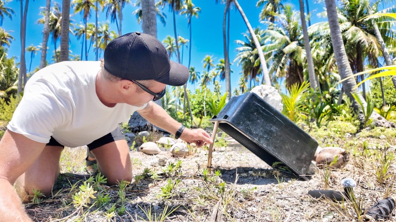 Catching Wild Chickens… How Hard Can It Be?